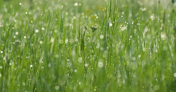 Foreground dew drops on the long green grass, UHD, 4K