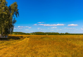 Summer landscape with dry yellow grass, shrubs, trees and blue sky with white clouds