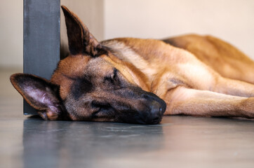 German Shepherd dog sleeping soundly on concrete floor, purebred canine dog