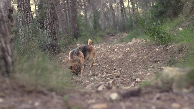 Perro pastor alem&aacute;n jugando en un bosque