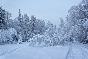 Snow-covered trees in the winter forest