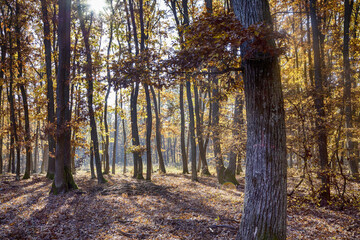 Sonnenschein mit gelben, roten und brauen Blättern in dem Wald