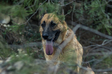 Perro pastor alemán en un bosque 