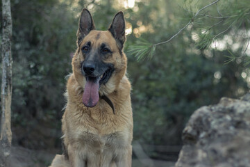 Perro pastor alemán en un bosque 