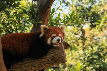 red panda on break