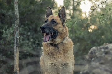 Perro pastor alemán en un bosque 