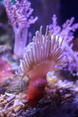 Eine wunderschöne Anemone in einem Meerwasseraquarium.
