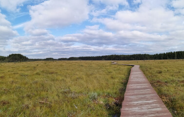 Wooden plank flooring over a swamp with yellowed grass against a beautiful sky with clouds.