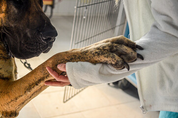 a woman vet and a great dane dog in a clinic  - obrazy, fototapety, plakaty