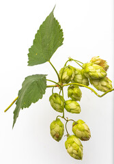 Close up view of single hop cone with leaf. Isolated on white