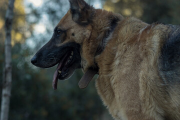 Perro pastor alemán en un bosque 
