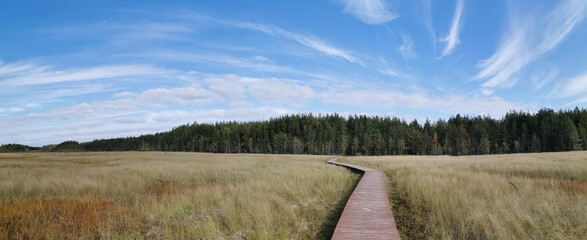 Panorama of a deck made of brown boards over a swamp with yellowed grass, against the background of a forest and a beautiful sky with clouds.