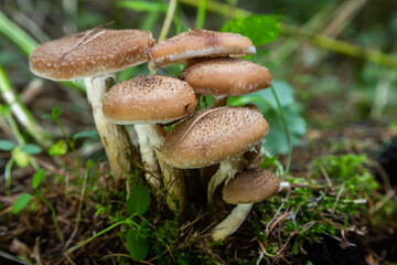 Group of edible wild mushrooms - honey agaric. Family of mushrooms. Fairy forest, the soft moss