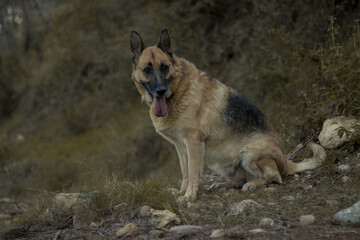 Perro pastor alemán en un bosque 