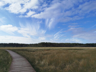 A section of brown plank flooring over a swamp with yellowed grass, stretching into the distance, to the forest, against the background of a beautiful sky with clouds.