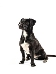 small black breedless dog, black mixed breed canine looking curious isolated white background