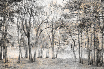 An empty winter forest.