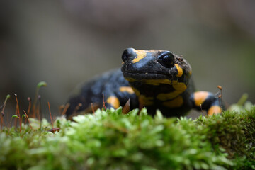 Fire salamander at moss stone