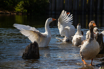 Domestic geese swim in the water. A flock of white beautiful geese in the river
