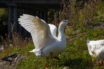 Domestic geese swim in the water. A flock of white beautiful geese in the river