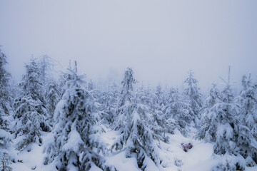 Winter in the forest, spruce trees in the snow, pine trees covered with snow, white winter in beautiful forests, a lot of snow, branches covered with snow