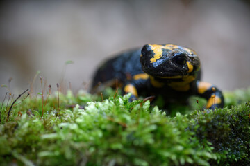 Fire salamander at moss stone