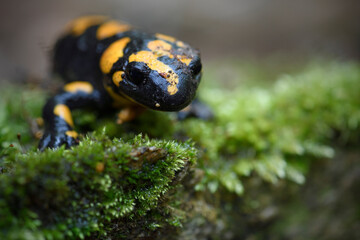 Fire salamander at moss stone