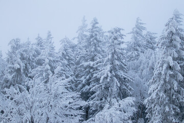 Winter in the forest, spruce trees in the snow, pine trees covered with snow, white winter in beautiful forests, a lot of snow, branches covered with snow