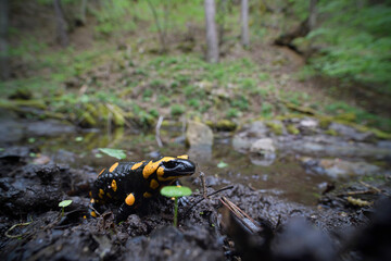Fire salamander at moss stone