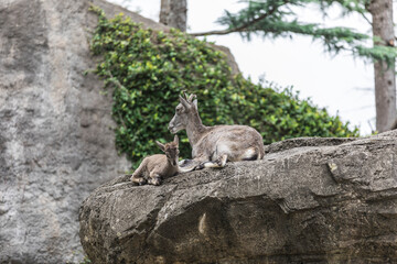 スーチョワンバーラル