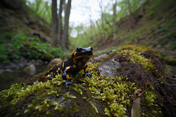 Fire salamander at moss stone