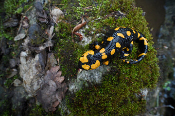 Fire salamander at moss stone