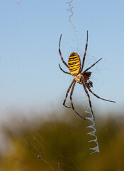 Close up of a spider in nature. Amazing nature. Close up of a spider making web. Macro photography of nature