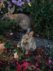 In a flower bed of an autumn park, hares eat flowers. Selective focus.