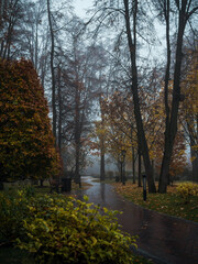 Beautiful park on a foggy autumn evening. Fabulous, mysterious autumn forest trees with yellow leaves. Panoramic general plan. National park Mezhygirya in autumn. Ukraine