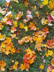 Colorful fallen maple leaves on the green grass on a sunny autumn day