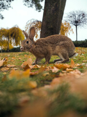 A hare is jumping on an autumn meadow