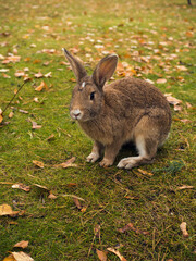 Naklejka na ściany i meble A hare sits in an autumn meadow