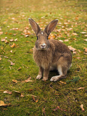 Naklejka na ściany i meble A hare sits in an autumn meadow.
