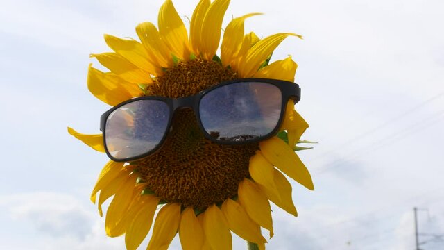 Funny image of sunflower wearing glasses like person