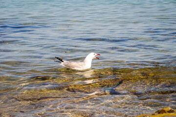 Lachmöwen, Möwe am Strand. Portrait einer Möwe.
