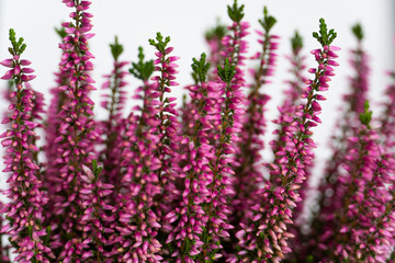 creative background: twigs of an indoor flower with pink flowers on a background
