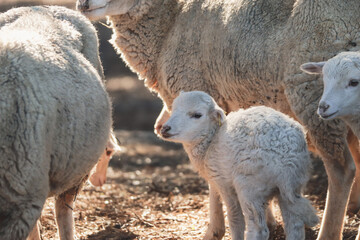Baby sheep in a field