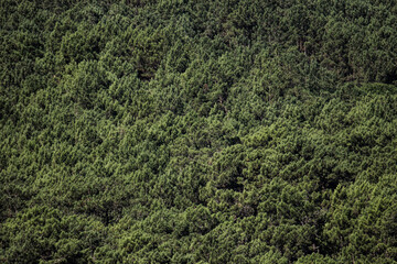 Fototapeta na wymiar Forest trees seen from above in a mountain. Forest background. Pine tree forest