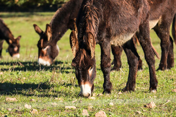 Donkey eating in a field