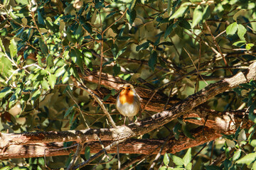 Robin Redbreast in a tree. European Robin