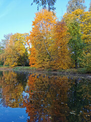 Autumn in the park. Trees in yellow, green, orange leaves are reflected in the water of a pond in which ducks swim.