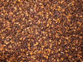 Shell of pine nuts cracked from squirrels