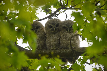 Tawny owl juveniles perched on a maple tree