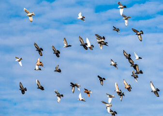 Large group of colorful decorative doves flying against the background of the cloudy blue autumn sky